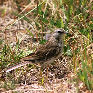 New Zealand Pipit (Anthus novaeseelandiae novaeseelandiae)