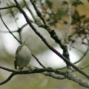 South Island Rifleman (Acanthisitta chloris chloris)