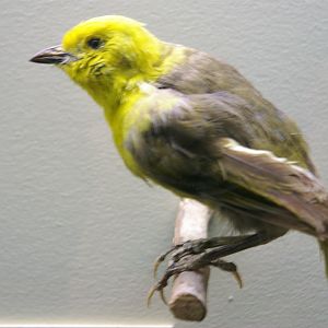 Yellowhead (Mohoua ochrocephala)