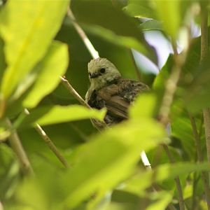 Whitehead (Mohoua albicilla)