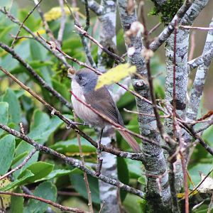 Brown Creeper (Mohoua novaeseelandiae)