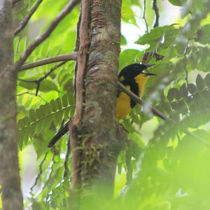 Taveuni Golden Whistler (Pachycephala pectoralis torquata)