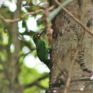 Black-banded Barbet (Megalaima javensis)