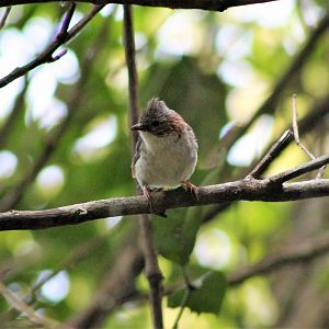 Indochinese Yuhina (Yuhina torqueola)