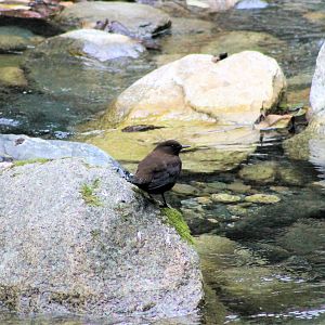 Brown Dipper (Cinclus pallasii pallasii)