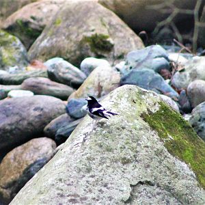 Little Forktail (Enicurus scouleri)