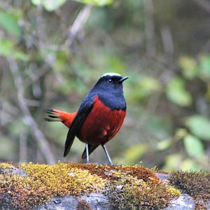 White-capped Water Redstart (Chaimarrornis leucocephalus)