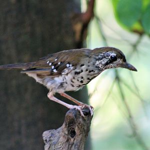Spot-winged Thrush (Zoothera spiloptera)