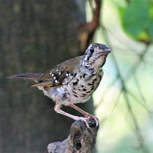 Spot-winged Thrush (Zoothera spiloptera)