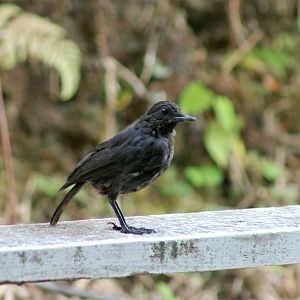 Borneo Whistling Thrush (Myophonus borneensis)
