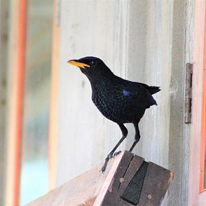 Blue Whistling Thrush (Myophonus caeruleus temminckii)