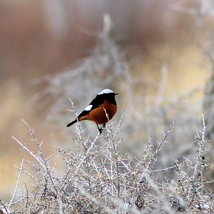 White-winged Redstart (Phoenicurus erythrogastrus grandis)