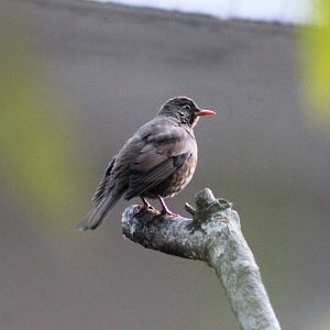 female Grey-winged Blackbird (Turdus boulboul)