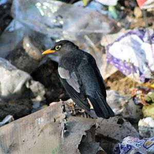 male Grey-winged Blackbird (Turdus boulboul)