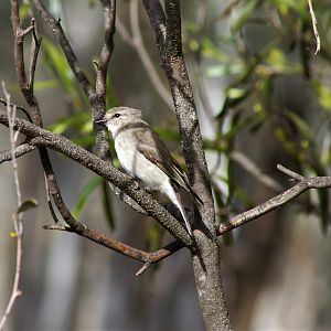 Jacky Winter (Microeca fascinans assimilis)