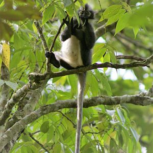 Thomas' Leaf Monkey (Presbytis thomasi)