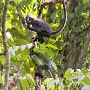 Thomas' Leaf Monkey (Presbytis thomasi)
