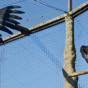 Aandean condor sizing each other up?