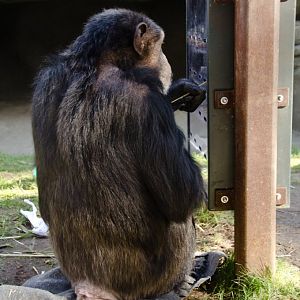 Chimp actually outside