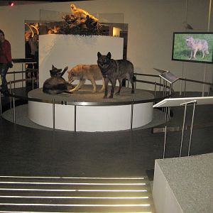 Naturhistorisk Museum Aarhus - "Den globale baghave"