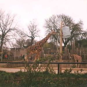 Edinburgh Zoo Giraffes 1990's