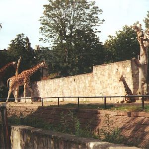 Edinburgh Zoo Giraffes 1990's