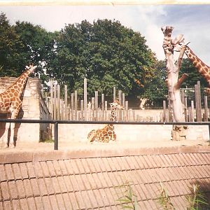 Edinburgh Zoo Giraffes 1990's