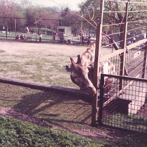 Edinburgh Zoo Giraffes