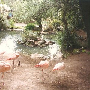 Edinburgh Zoo Flamingos
