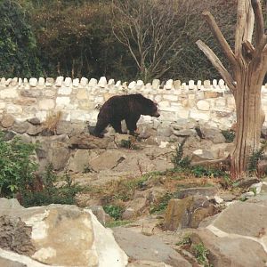 Black Bear Rock Edinburgh Zoo