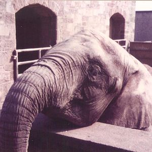 Edinburgh Zoo Elephant