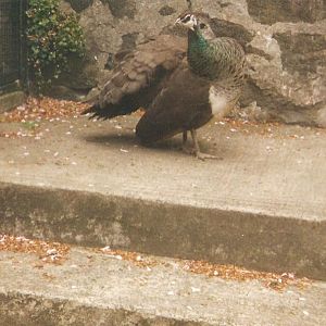 Peacock Edinburgh Zoo