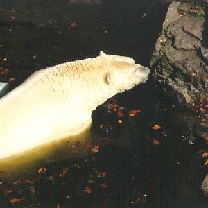Polar Bear Edinburgh Zoo