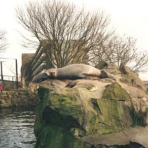 Edinburgh Zoo Sealions 1990's