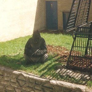 Western Lowland Gorilla 1990's Edinburgh Zoo now Giant Pandas