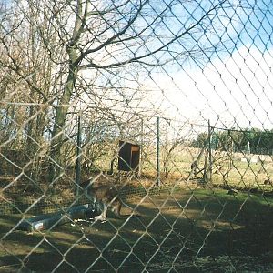 Kangaroo Enclosure - Now Geladas