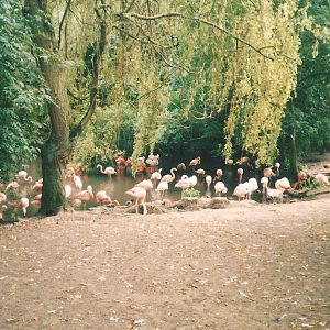 Edinburgh Zoo Flamingos