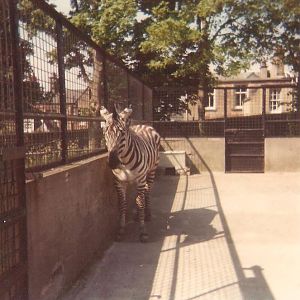 Hoofstock Paddocks Opp Big Ape Houses, Arabian Oryx and Warthogs - Edinburgh Zoo