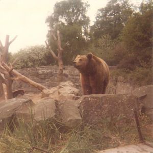 Edinburgh Zoo Brown Bear - Unknown Location ???
