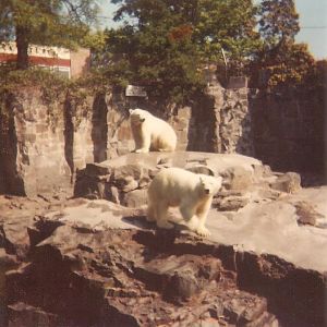 Edinburgh Zoo Polar Bears