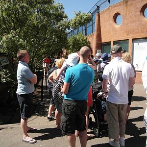 Massive Line-Up to see the Giant Pandas - Edinburgh Zoo