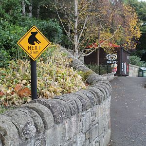 Edinburgh Zoo Koala Territory - Does anyone know anything about the enclosure to the left here?