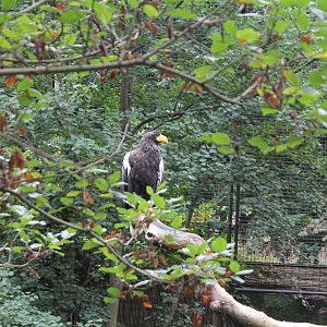 Steller Sea Eagle Edinburgh Zoo