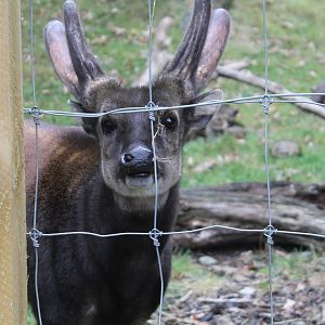 Visayan Spotted Deer Edinburgh Zoo
