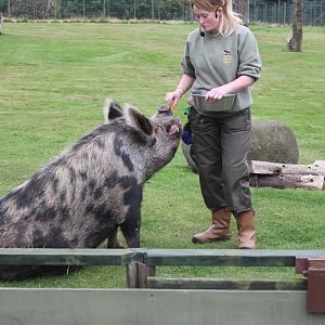 Kune Kune Pig Edinburgh Zoo