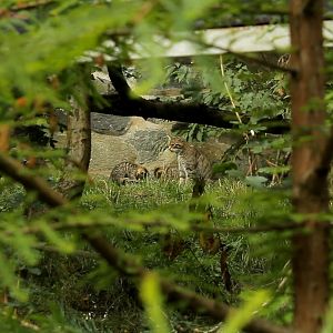 Scottish Wildcat with Kittens Edinburgh Zoo 2018
