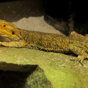 Bearded Dragon Edinburgh Zoo
