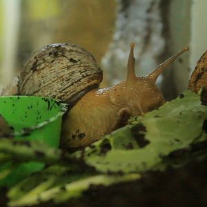 Partula Snail Edinburgh Zoo