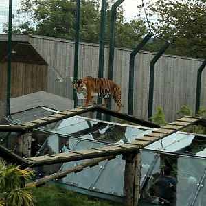 Edinburgh Zoo Tiger Tracks