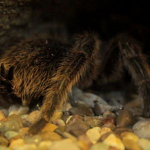 Chilean Rose Tarantula Edinburgh Zoo